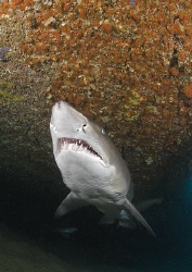 Sand Tiger. Sydney. D200, 10.5mm. by Derek Haslam 